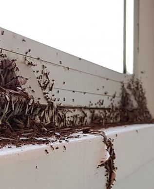 ant-control-solutions-delhi-gurugram-noida-316x388