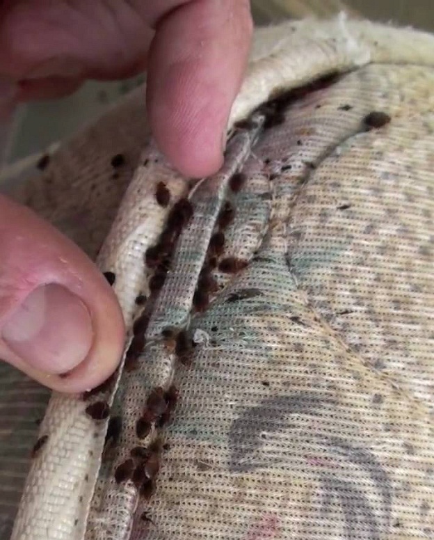 bed-bugs-control-solutions-delhi-gurugram-noida