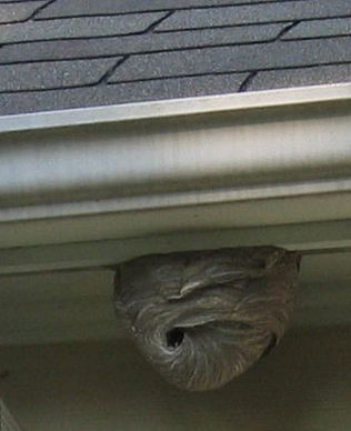 bee-hornet-nest-control-solutions-delhi-gurugram-noida