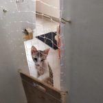 cat-proofing-net-225x300