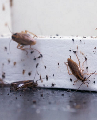cockroaches-control-solutions-delhi-gurugram-noida-315×388