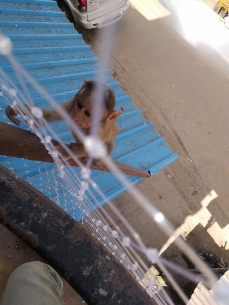 monkey-proofing-net2-768x1024