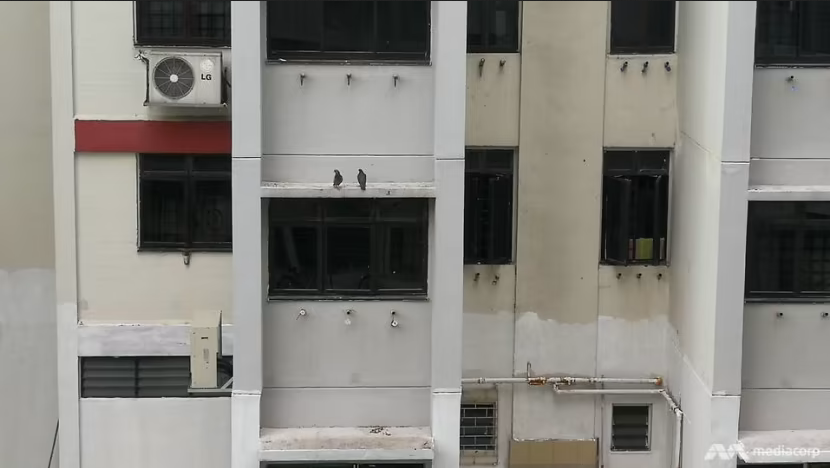 pigeons-on-the-ledge