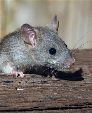 rats-rodents-controlsolutions-delhi-gurugram-noida-315×388